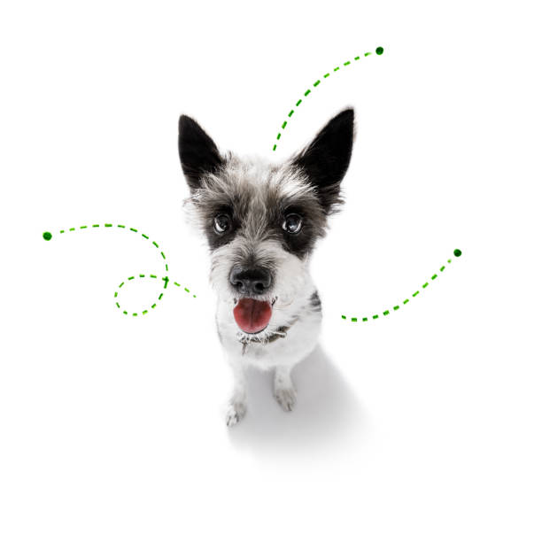 istock dog  with fleas, ticks or insects 1157811319
