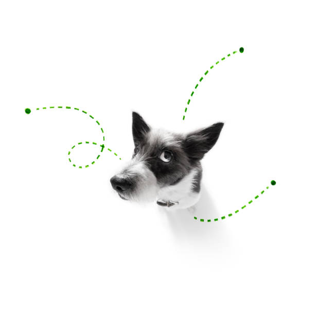 istock dog  with fleas, ticks or insects 1157811405