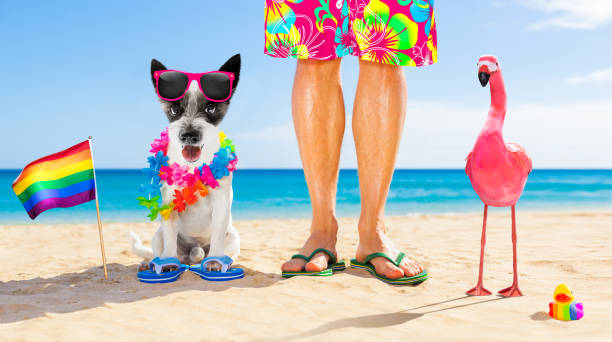 istock dog and owner  summer holidays 1157811460