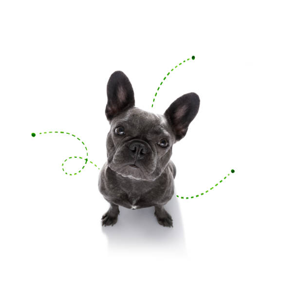 istock dog  with fleas, ticks or insects 1157811497