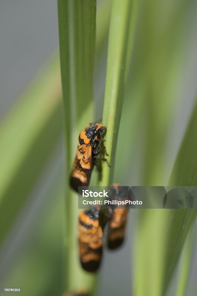 Images African Insects African Bugs Stock Photo - Download Image Now - Color Image, Grass ...
