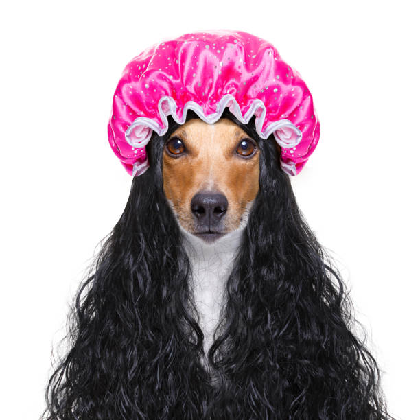 istock dog in  wellness spa 1157812110