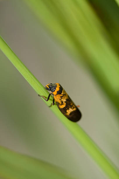 African Insect stock photo