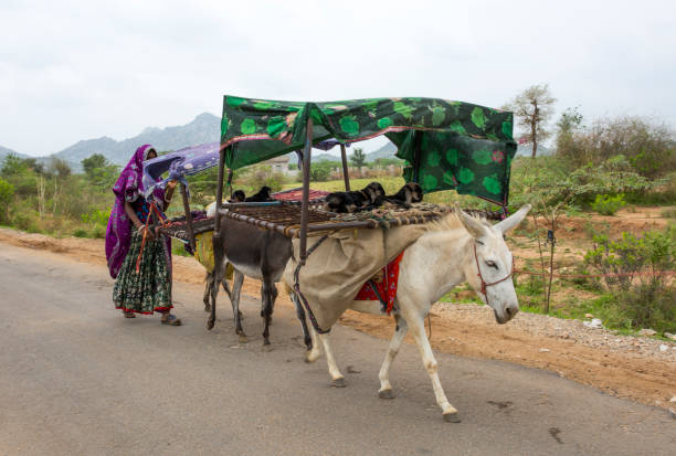 Indian Rebari People Kanakolar Rajasthan, July 16, 2016, Indian Rural Rebari People Community Carrying there animals one village to another, Rebari community mostlty work for farming and animal herding donkey animal themes desert landscape stock pictures, royalty-free photos & images