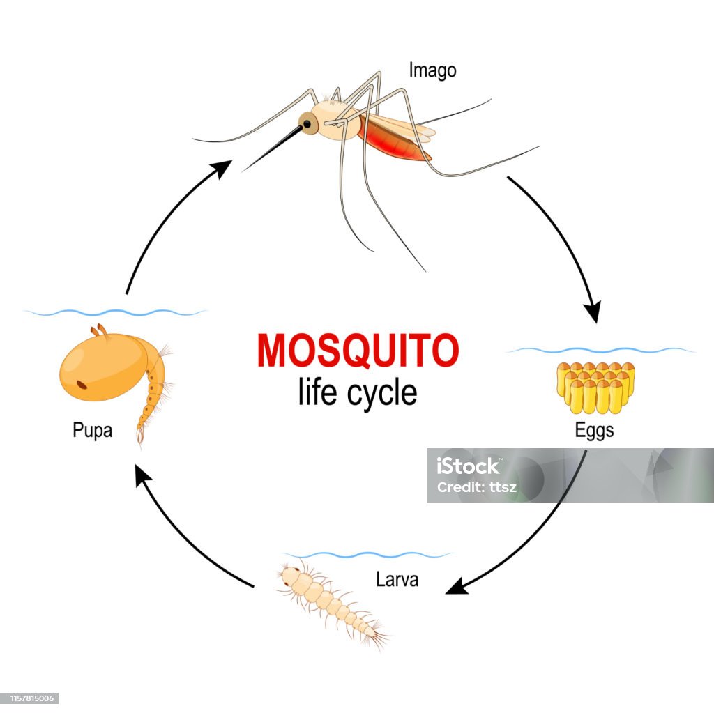 mosquito life cycle. four stages: Egg, Larva, Pupa and adult insect. mosquito life cycle. four stages: Egg, Larva, Pupa and adult insect. Vector diagram for  educational, science, biological and medical use Mosquito stock vector