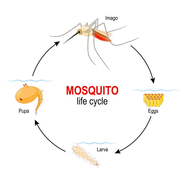 Mosquito Life Cycle Four Stages Egg Larva Pupa And Adult Insect Stock  Illustration - Download Image Now - iStock