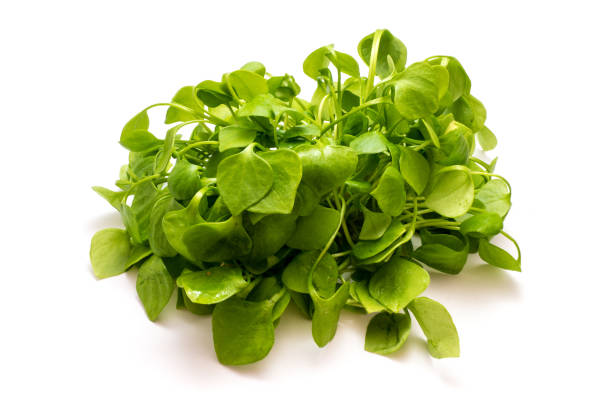 istock Purslane salad isolated on white background 1157815204