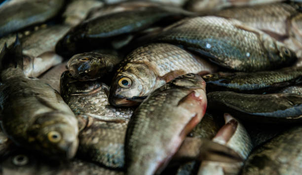 istock Fresh raw fish. Food background 1157816682