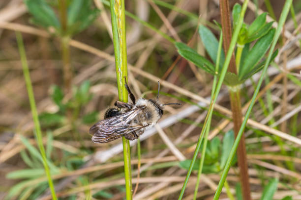 istock Single earth bee male hangs on a blade of grass, Germany 1157817008