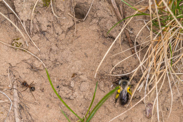 istock Single earth bee male with yellow pollen on the ground, Germany 1157817029