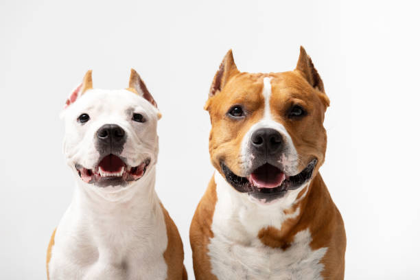 istock Adorable red and white dogs sits at white background 1157818787