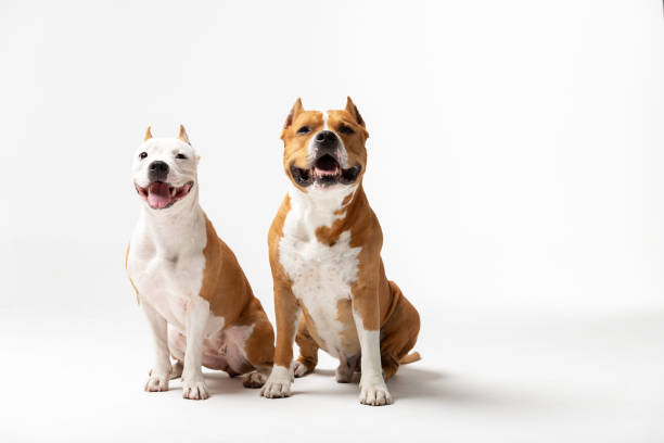 istock Adorable red and white dogs sits at white background 1157818805
