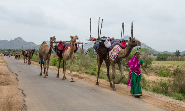 インドの鉄張族 - camel fair ストックフォトと画像