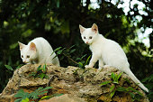 zwei-katze.jpg?b=1&s=170x170&k=20&c=ktjXqEizX1IVE3QB_WkEQ5fpGY7D-KbHvC4P3vaSNlY=