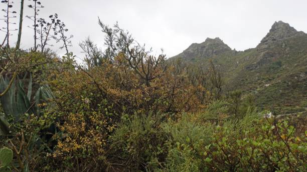 istock Landscape on tenerife island 1157822878