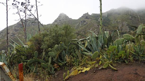 istock Landscape on tenerife island 1157822879