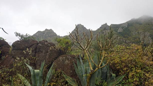 Landscape on tenerife island