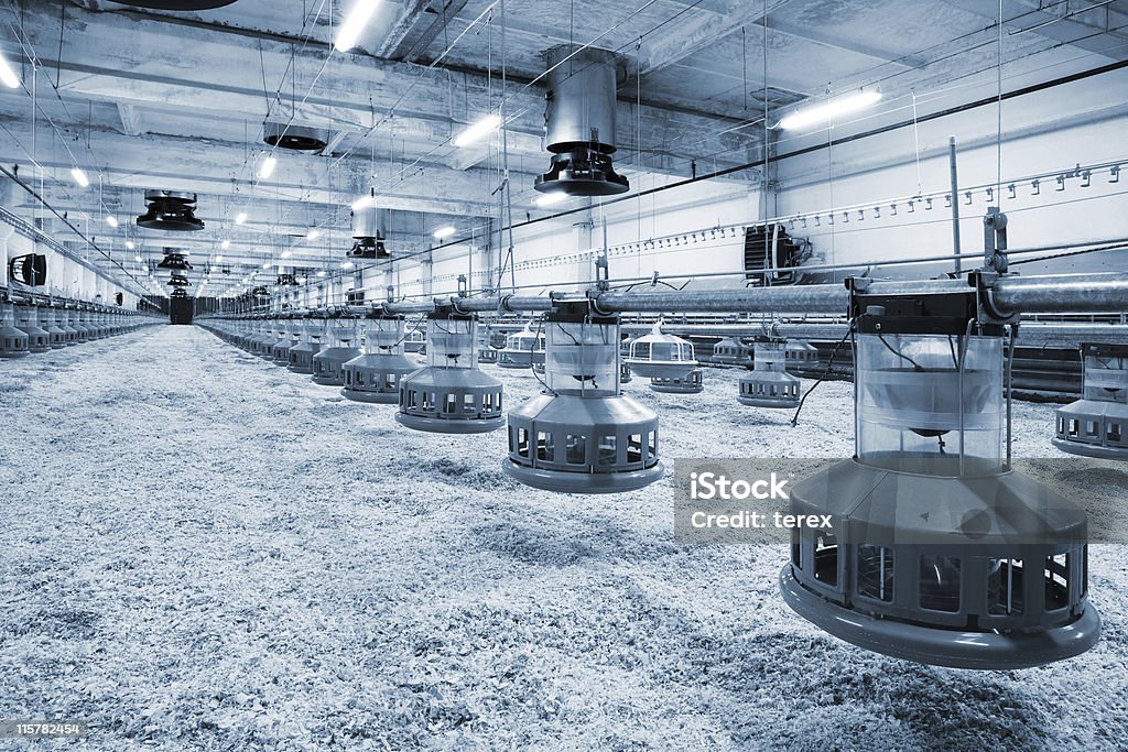 poultry farm The modern and new automated integrated poultry farm Agriculture Stock Photo