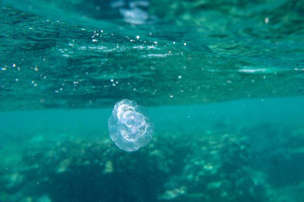 istock sea fish near coral, underwater 1157825019