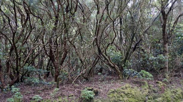 istock Landscape on tenerife island 1157825024