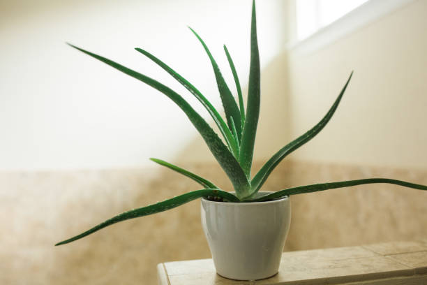 istock Aloe vera plant 1157825891