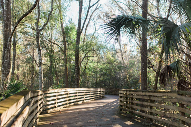 istock Boardwalk trail at Hogtown Creek in Gainesville Florida 1157825892