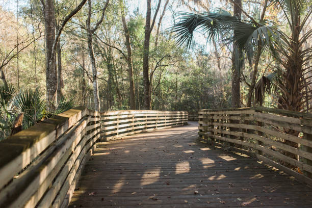 istock Boardwalk trail at Hogtown Creek in Gainesville Florida 1157825937