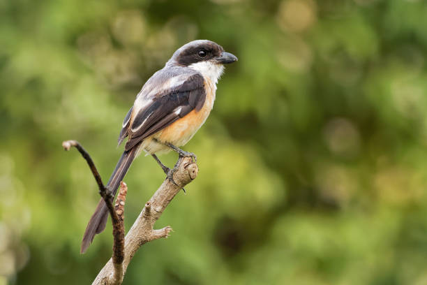 The long-tailed shrike or rufous-backed shrike - Lanius schach is a member of the bird family Laniidae, the shrikes. They are found widely distributed across Asia The long-tailed shrike or rufous-backed shrike - Lanius schach is a member of the bird family Laniidae, the shrikes. They are found widely distributed across Asia. lanius schach stock pictures, royalty-free photos & images