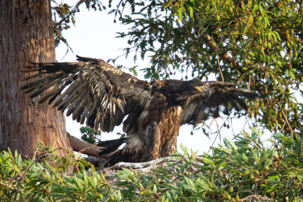 istock Two 3-months old bald eagle eaglets, seen in the wild in  North California 1157827182