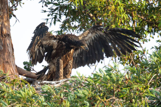 istock Two 3-months old bald eagle eaglets, seen in the wild in  North California 1157827267