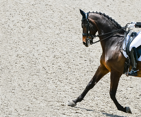 Beautiful horse portrait during Equestrian sport competition, copy space.