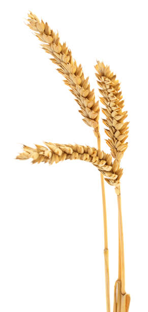 istock Ears of wheat. 1157828645