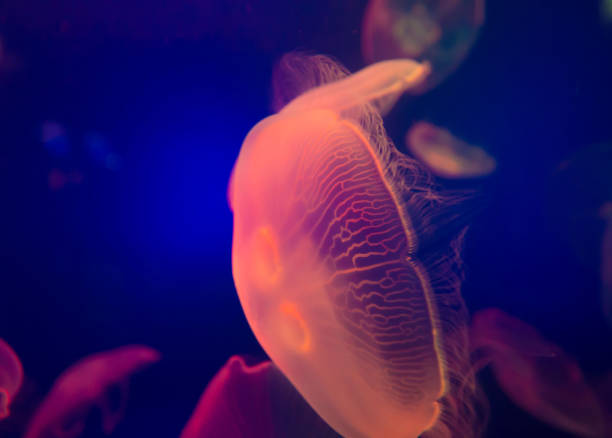 istock UAE, jellyfish in aquarium 1157829250