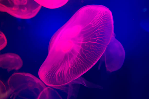 istock UAE, jellyfish in aquarium 1157829256