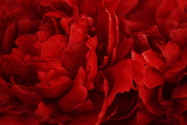istock Bright red floral background, beautiful blooming peonies closeup 1157829262