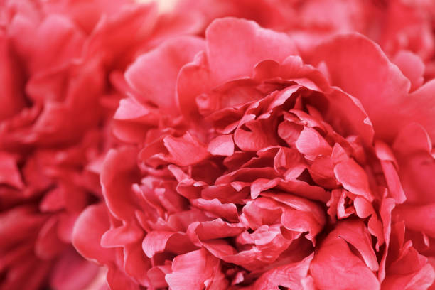 istock Bright floral background, beautiful blooming peonies closeup 1157829264