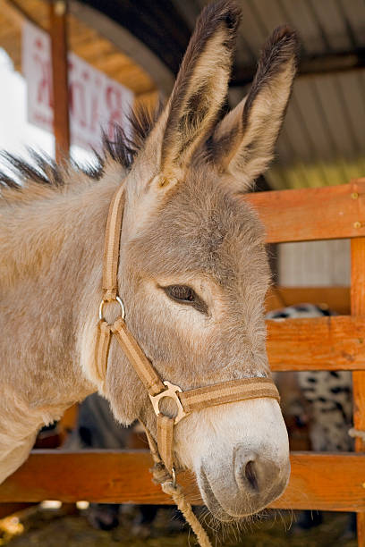 istock Donkey at livestock exhibition 115783018