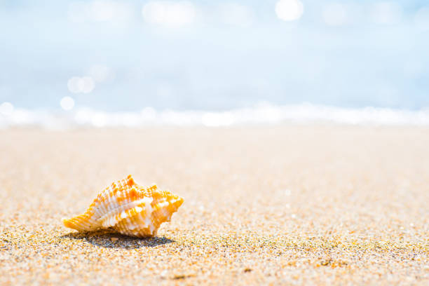 istock Macro shot of shell at sand beach 1157830652