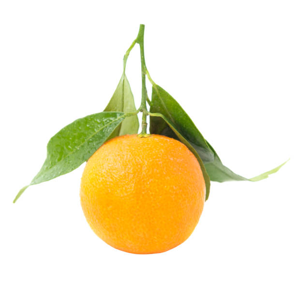 istock Orange mandarins with green leaf 1157830735