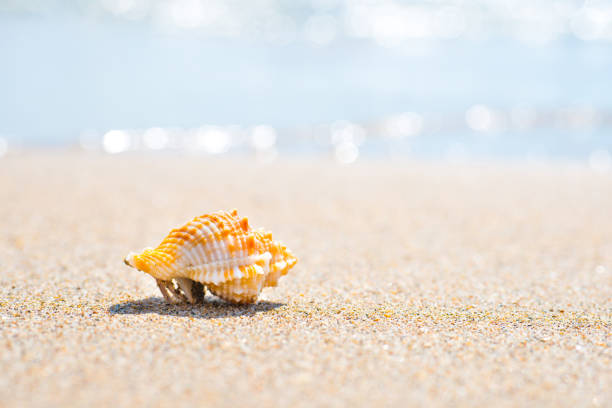 istock Macro shot of shell at sand beach 1157830740