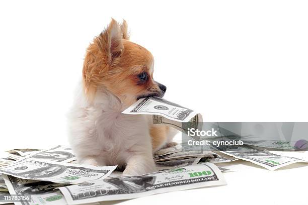 Chihuahua E Dollari - Fotografie stock e altre immagini di Valuta - Valuta, Cane, Banconota