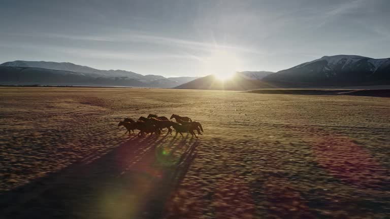 Horses running free in meadow with snow capped mountain backdrop