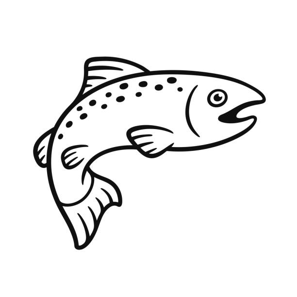 ilustraciones, imágenes clip art, dibujos animados e iconos de stock de dibujo de salmón blanco y negro - trucha