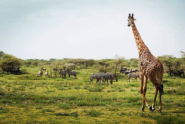 istock Masai Giraffe in the Serengeti 115783486