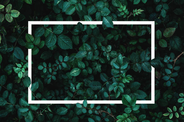 istock Green leaves or plants background with white frame for text as mockup for card 1157835670