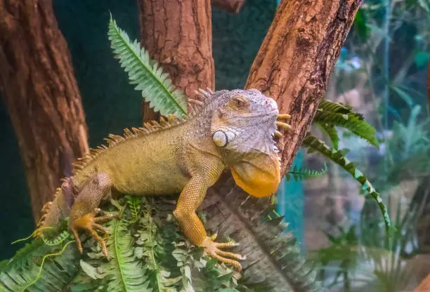 Photo of American green iguana sitting in a tree in closeup, tropical lizard specie from America, popular exotic pet