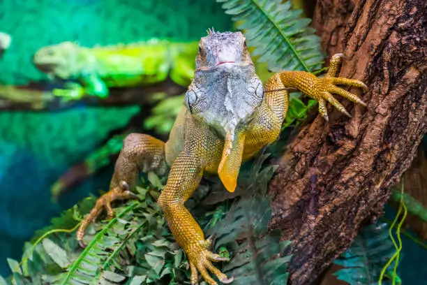 Photo of closeup of an american green iguana in a tree, tropical lizard specie from America