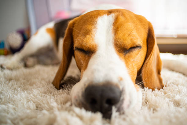 istock Dog beagle breed sleeps on carpet 1157838925