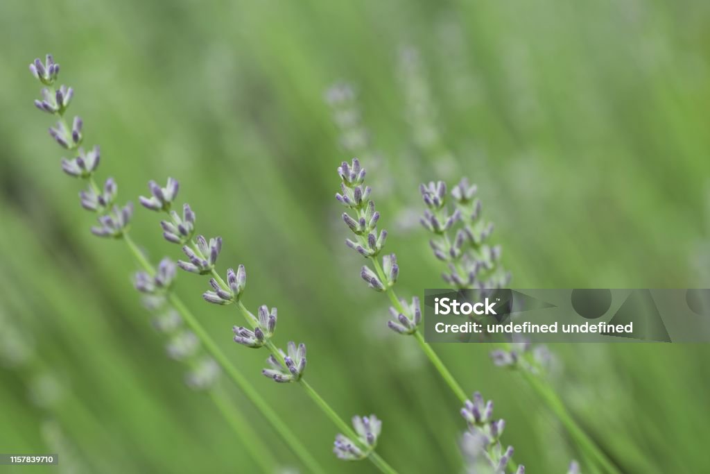 Lavandin grosso flowers Lavandin Grosso is a flower that is the raw material for aroma oils. Essential Oil Stock Photo