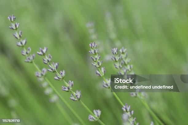Lavandin Grosso Flowers Stock Photo - Download Image Now - Essential Oil, Agricultural Field, Agriculture